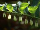 polygonatum_multiflorum.jpg