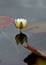 poolewe_-_waterlily.jpg
