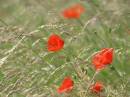 poppies1.jpg