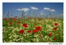 poppies_copy.jpg