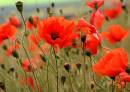 poppyfield2.jpg