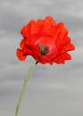 poppyfield4.jpg