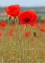 poppyfield6.jpg
