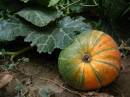 pumpkin1.jpg