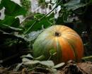 pumpkin2.jpg