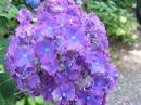 /gallery/data/505/thumbs/purple_hydrangea.jpg