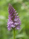 pyramidal_orchid_jun_19_2016.jpg