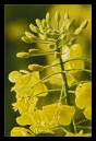 rapeseed_head.jpg
