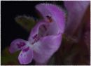red_dead_nettle_scaled.jpg