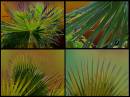 resize_palms.jpg