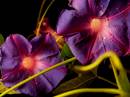 resize_purple_flower.jpg