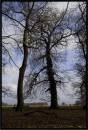 richmond_park.JPG
