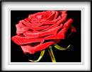 rose-1.jpg