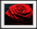 rose-3.jpg