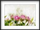 rose-frame.jpg