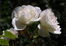 rose21.jpg