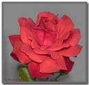 rose21extring260807_copy.jpg