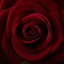 rose_2.jpg