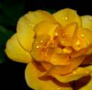 rose_close_up.jpg