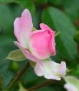 rosebud1.jpg