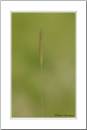 seed-head2.jpg