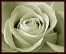 silky_grainy_rose.JPG