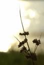 soft_plant_light_sharp_focus_9-3-2007.jpg