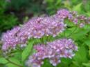 spirea_japonica.jpg