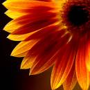 square_crop_backlight_flower_resize.jpg