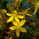 st-johns-wort.jpg