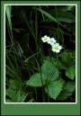 strawbs02.jpg