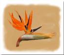 strelitzia-water-colour.jpg