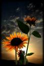sun_flower.jpg