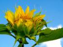 sunflower_a.jpg
