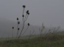 teasel_nov_16_2014.jpg