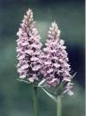toadflax.jpg