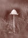 toadstool_oct_29_2016.jpg