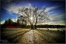 tree15.jpg
