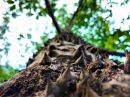 tree18.jpg