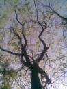 tree_outside_karambele.jpg