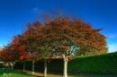 trees3.jpg