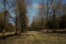trees7.jpg