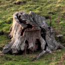 treestump1_edited-1.jpg