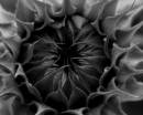 triffid_.jpg
