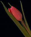 tulip-profile.jpg