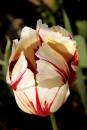 tulip1.jpg