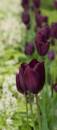 tulip4.jpg