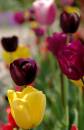 tulip_field.jpg