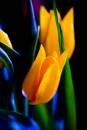 tulipab.jpg