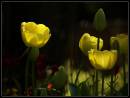 tulips-1.jpg